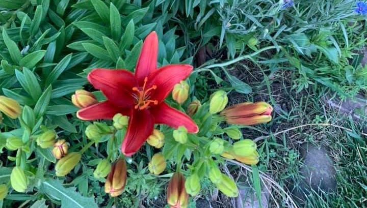 Home Cuts Professional lawn Service LLC Tiger Lilys Garden
